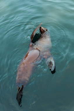 Deniz aslanları berrak suda yüzüyor. Deniz aslanı suda yüzüyor ve dinleniyor. Şirin ve komik deniz aslanı gölette yüzüyor.