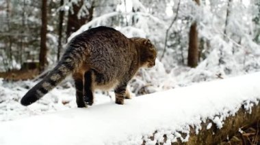 Kedi, kar altında bir kış ormanında yürüyor. Karda ağaçlar ve çizgili bir İskoç kedisi. Tam HD görüntüler