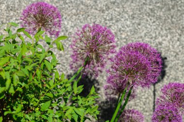 Bir Bahçe Ayarında Allium Çiçekleri. Yeşil yapraklı mor alyumlar. 
