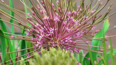 Allaryum arka plan. Allium schubertii ailesi Alliacea. Yuvarlak mor soğan çiçekleri. 4k görüntü