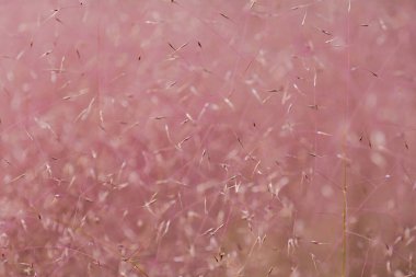 Pembe Bulut Muhly Grass.muhlenbergia capillaris Pembe Bulut. Manzara tasarımlı süs çimeni. Havadar pembe çiçek dokusu. Bahçedeki tahıllar ve bitkiler. 