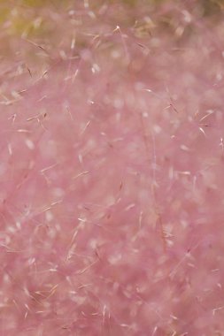 havadar pembe çiçek dokusu. Pembe Çimen Bıçakları 'na yakın plan. Kılcal tüyler pembe bulut. Manzara tasarımındaki süs çimenleri. Bahçedeki tahıllar ve bitkiler. 