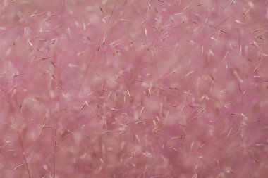  Pembe Çimen Bıçakları.muhlenbergia kılcal damarları pembe.pembemsi şekildeki süslemeler. Havadar pembe çiçek dokusu. Bahçedeki tahıllar ve bitkiler 