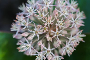Allium Karataviense Yakın plan. Bahçede Çiçek açan Allium Çiçeği. Çiçek açan soğan familyası Alliacea. Yaz bahçesinde dekoratif mor soğan. Ampul gibi çiçekler.