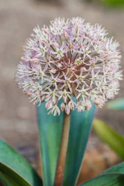 Allium Flower.Allium Karataviense.Yuvarlak başlı soğan açan Alliaceae ailesi. Bahçede çiçek açan Allium Çiçeği. Bahçe bahçesinde dekoratif mor soğan. Ampul gibi çiçekler.