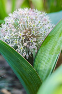 Allium Flower 'ın Bloom' daki yakın çekimi. Allium Karataviense.Yuvarlak başlı soğan açan Alliaceae ailesi. Bahçede çiçek açan Allium Çiçeği. Bahçe bahçesinde dekoratif mor soğan. Ampul gibi çiçekler.