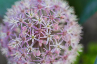 Allium Karataviense Yakın plan. Bahçede çiçek açan Allium Çiçeği. Yuvarlak başlı soğan açan Alliacea ailesi. Yaz bahçesinde dekoratif mor soğan.