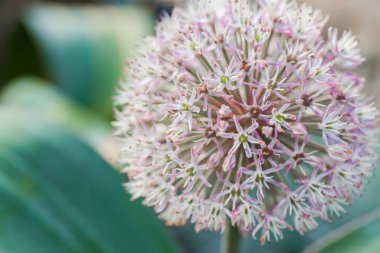 Allium Flower 'ın Bloom' daki yakın çekimi. Allium Karataviense.Yuvarlak başlı soğan açan Alliaceae ailesi. Bahçede çiçek açan Allium Çiçeği. Bahçe bahçesinde dekoratif mor soğan. Ampul gibi çiçekler.