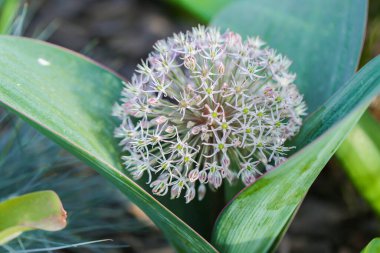 Allium Flower 'ın Çiçeği. Allium karataviense familyasından Alliaceae. Bahçede çiçek açan Allium Çiçeği. Bahçe bahçesinde dekoratif mor soğan. Ampul gibi çiçekler.