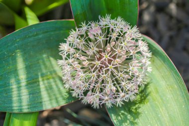 Allium Flower. Allium Karataviense Blooum Flower 'ın Yakın Çekimi. Yuvarlak başlı, soğan açan Alliacea ailesi. Yaz bahçesinde dekoratif mor soğan.