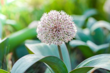  Blooum 'daki Allium Flower. Allium Karataviense.Yuvarlak başlı soğan açan Alliaceae ailesi. Bahçede çiçek açan Allium Çiçeği. Bahçe bahçesinde dekoratif mor soğan. Ampul gibi çiçekler.