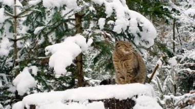 Kedi güzel, karlı bir kış ormanında bir kütüğe oturur. Tabby yavaşça kar altında kalır..