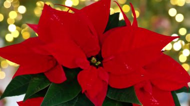 Altın Bokeh çelenk arka planında Kırmızı Noktalı Çiçekler. Kutlama çiçeği. Vibrant Red Poinsettia Çiçeği 'nin yakın çekimi. Noel duvar kağıdıyla noktalı çiçekler