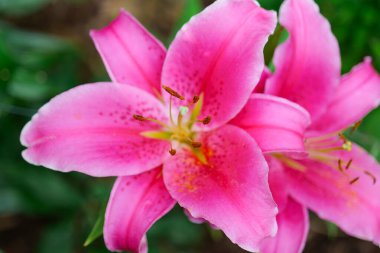 Pembe zambak çiçekli duvar kağıdı. Asya Zambağı Kapan Yukarı Çiçek açan Ampul Çiçekler. 