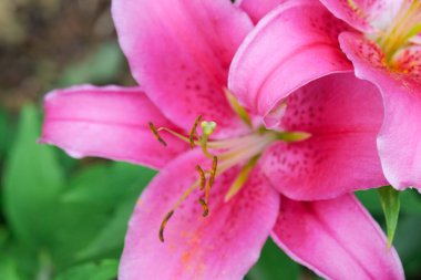 Bahçede Pembe Zambak Çiçeği. Pembe çiçek duvar kağıdı. Çiçek açan yaz çiçekleri.. 