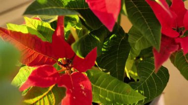 Güneş ışınları altında canlı Kırmızı Noktalı Çiçek. Nokta çiçekli Noel duvar kağıdı. Noel yıldızı çiçeği. Şenlik sembolü Noel çiçekleri. 4k görüntü