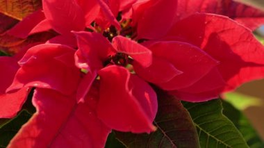 Kırmızı yapraklı Poinsettia çiçeği güneş ışınlarına yakın. Noel yıldızı çiçeği. 4k görüntü
