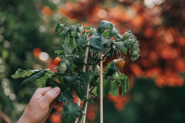 Saksı Domates Bitkisi. Elle tutulan olgun meyveli domates. Tencerede kiraz domatesleri çalılığı. El, bir yaz bahçesinde çalılıktan vişneli domates topluyor. Konteynır sebze bahçesi..