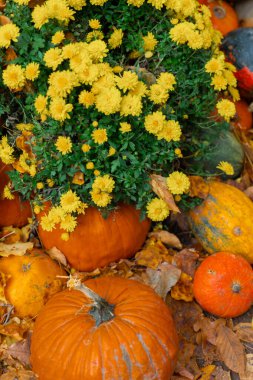 Sarı kasımpatı çiçekleri ve yaprakları olan sonbahar balkabakları. Balkabaklarıyla hasat düzenlemesi. 