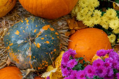 Balkabağı arkaplanı. Merhaba sonbahar duvar kağıdı. Kabak çeşitleri ve kasımpatı çiçekleri..