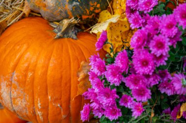 Autumn Pumpkins ve Pembe Kasımpatılar. Balkabağı arkaplanı. Merhaba Autumn. Cadılar Bayramı ve Şükran Günü duvar kağıdı. 
