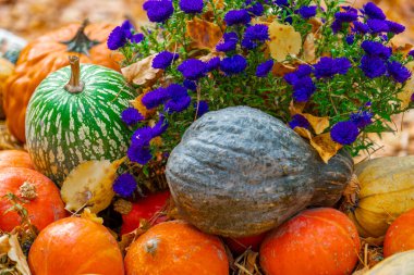 Balkabağı ve Çiçeklerle Sonbahar Hasat Düzenlemesi. Balkabağı ve Kasımpatı. Balkabağı Özgeçmişi.. 