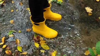 Sonbahar yürüyüşü. Akçaağaç yapraklı su birikintisinde sarı lastik çizme giymiş bacaklar. Sonbahar havası ve doğa sembolü. Sonbahar nemli atmosfer. Sonbahar için ayakkabılar. 4k görüntü
