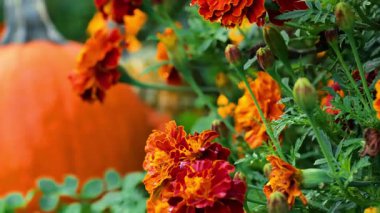 Merhaba Autumn.Turuncu ve sarı balkabakları ve sonbahar bahçesinde kadife çiçekleri. Cadılar Bayramı ve Şükran Günü duvar kağıdı. Balkabağı hasadı. 4k görüntü
