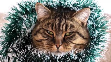 Kedi süslemesi. Bir kedinin şenlikli Noel portresi. Yeşil süslemeli komik çizgili kedi. Sıkıcı bayram sembolü. 4k görüntü