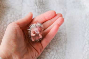 Yavru kirpi, yumuşak beyaz battaniye arka planına yaklaşır..