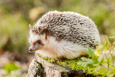 Kirpi ve doğa. Güneş ışınları altında ormanda yosunlu bir kütüğün üzerindeki dikenli hayvan. Orman manzarasında komik kirpi 