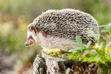 Doğal ortamdaki bir kütükte kirpi. Güneş ışınları altında ormanda yosunlu bir kütüğün üzerindeki dikenli hayvan. 