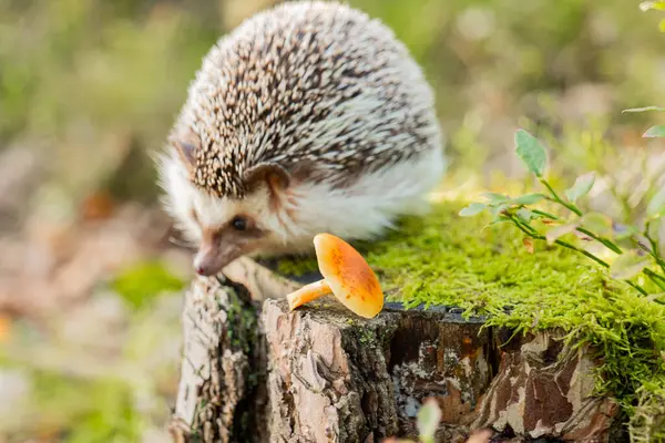  Doğal ortamdaki bir kütükte kirpi. Kirpiyle birlikte çok güzel bir orman geçmişi var. Ormandaki yosunlu bir kütükte kirpi. Güneş ışınlarında ormanda yosunlu bir kütükte dikenli hayvan. 