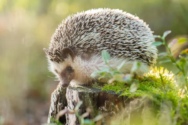 Ormandaki yosunlu kömürde kirpi. Güneş ışınlarında ormanda yosunlu bir kütükte dikenli hayvan.. 