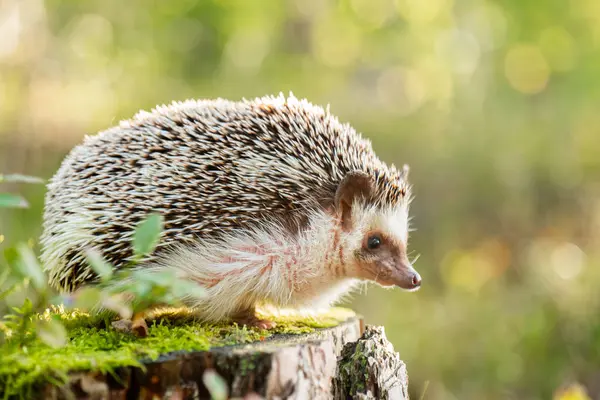 Tree Stump 'taki Doğal Yaşam Alanı' nda kirpi. Doğal ortamdaki bir kütükte kirpi. Ormandaki yosunlu bir kütükte kirpi.. 