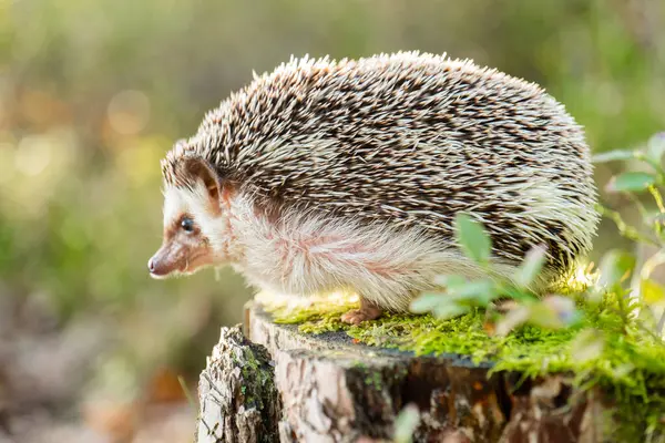 Doğal ortamdaki bir kütükte kirpi. Güneş ışınları altında ormanda yosunlu bir kütüğün üzerindeki dikenli hayvan. 