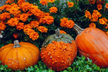 Bahçede Marigold 'larla çevrili balkabakları. Balkabağı arkaplanı. Merhaba sonbahar..