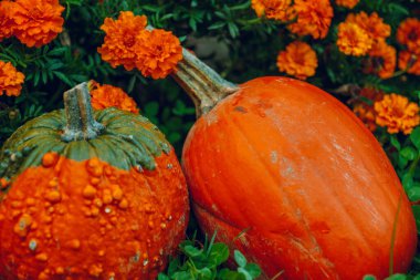  Cadılar Bayramı ve Şükran Günü duvar kağıdı. Balkabağı çeşitleri seti ve portakal çiçeği kadife çiçekleri. Balkabağı hasadı. kabak bolluğu.