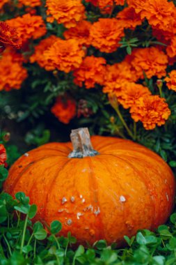 Yeşil yoncalı balkabağı ve kadife çiçeği. Sonbahar balkabağı bolluğu. bayram sembolü. 
