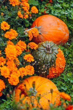 Marigold 'larla çevrili balkabağı. Cadılar Bayramı ve Şükran Günü duvar kağıdı. Balkabağı çeşitleri seti ve portakal çiçekleri. Balkabağı hasadı..