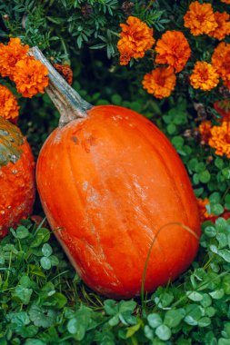 Balkabağı arkaplanı. Merhaba Autumn.Balkabağı Etrafı Turuncu Marigold çiçekleriyle çevrili.