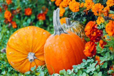 Yeşil yoncalı balkabakları ve kadife çiçekleri. Bahçede Marigoldlarla çevrili balkabakları.. 