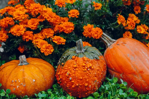 Bahçede Marigold 'larla çevrili balkabakları. Balkabağı arkaplanı. Merhaba sonbahar..