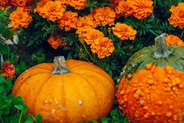 Merhaba Autumn.Orange Marigold Çiçekleriyle çevrili balkabakları. Marigoldlarla çevrili Eşsiz Bumpy Balkabağı.