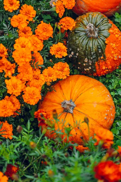 Kabak çeşitleri. Yeşil yoncalı balkabakları ve kadife çiçekleri. Marigold 'larla çevrili kabaklar.