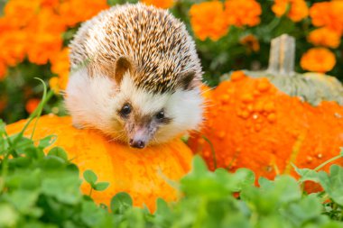 Dikenli Evcil Hayvan, Balkabağı ve Mor Çiçekler. Merhaba Sonbahar.. 