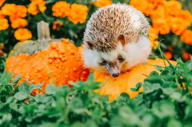 Etrafı yoncalarla çevrili bir balkabağı üzerinde kirpi. Sonbahar renklerinde bir kirpinin portresi