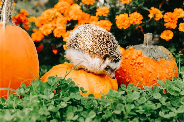  Portakal Çiçekli Balkabağı 'nda kirpi. Kirpi ve Çiçekli Sonbahar Duvar Kağıdı 