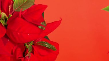 Poinsettia Bitkisi. Kırmızı arka planda Noel yıldızı çiçeği. Geleneksel Noel ev dekorasyonu. 4k görüntü