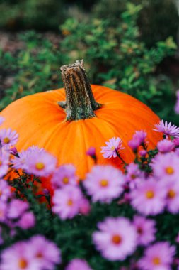 Kasımpatı çiçekli sonbahar balkabakları. Cadılar Bayramı ve Şükran Günü duvar kâğıdı. Ekim bayramı sembolü. 